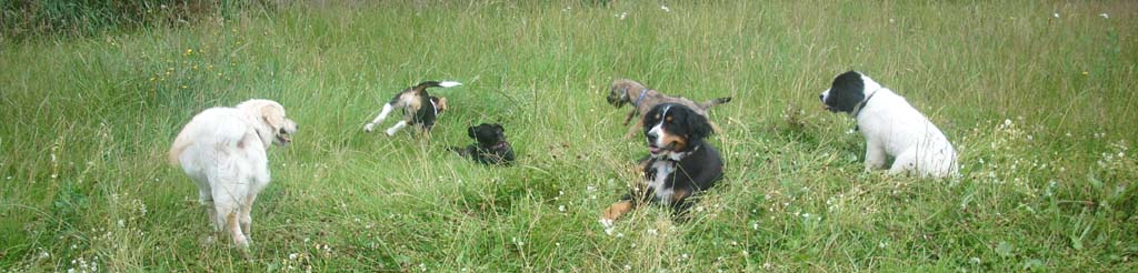 Hunde haben Spa�