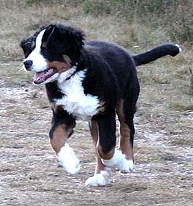 Bruno, der kleine Berner Sennenhund