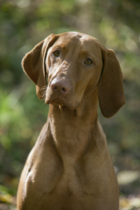 Magyar Vizsla Hndin Csilla vom Hohenstein