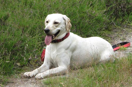 Labrador Djenny