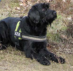 Der schwarze Riesenschnauzer Green Smartie