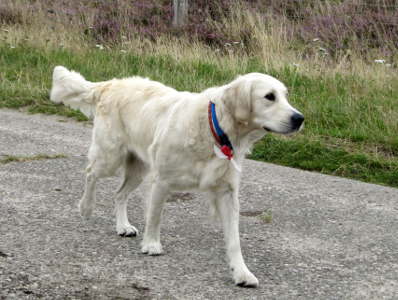 Golden Retriever Hndin