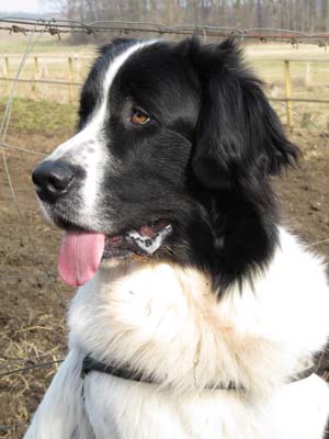 Landseer-R�de Halvar