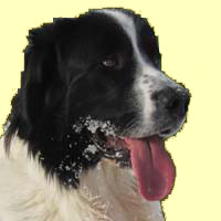 Landseer-R�de Halvar